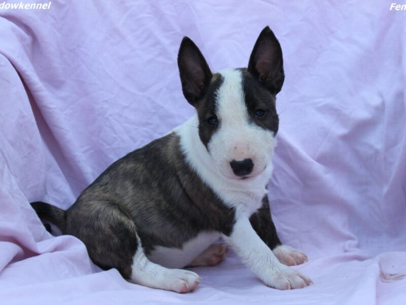 Mini Bull Terijer štenci