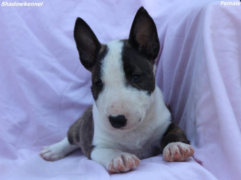 Mini Bull Terijer štenci