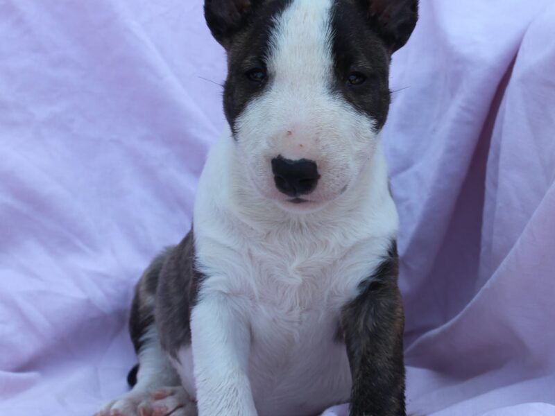 Mini Bull Terijer štenci