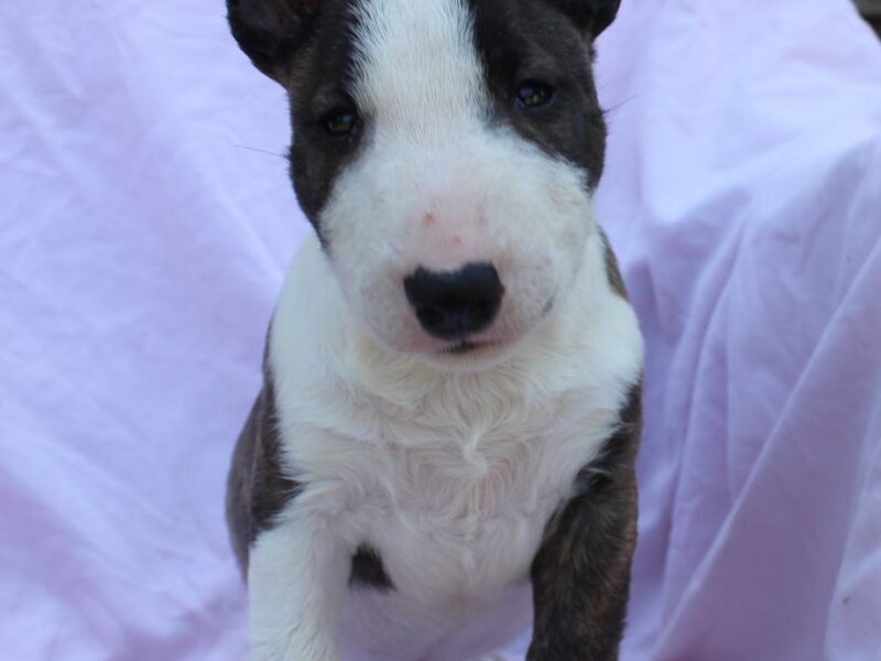 Mini Bull Terijer štenci