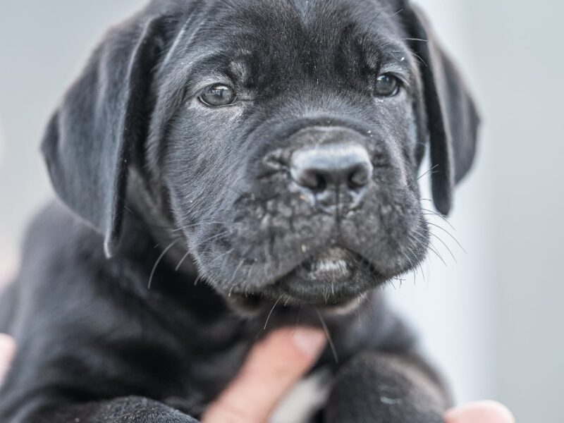 Cane Corso prelepi štenci