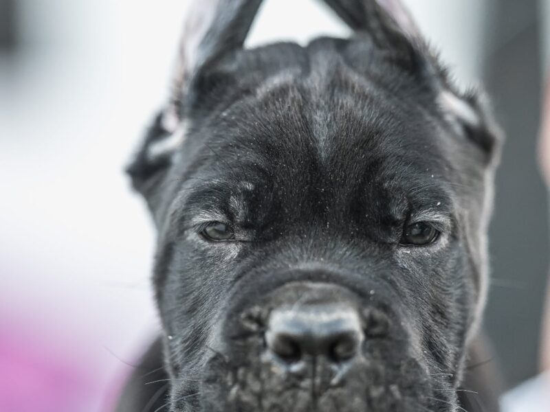 Cane Corso prelepi štenci