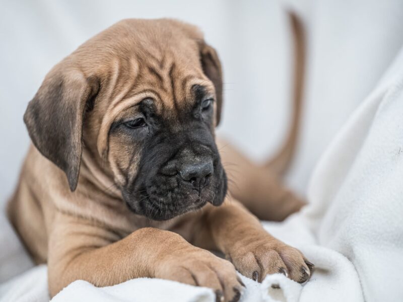 Cane Corso prelepi štenci