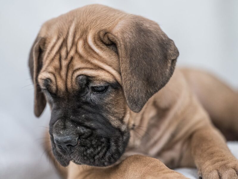 Cane Corso prelepi štenci