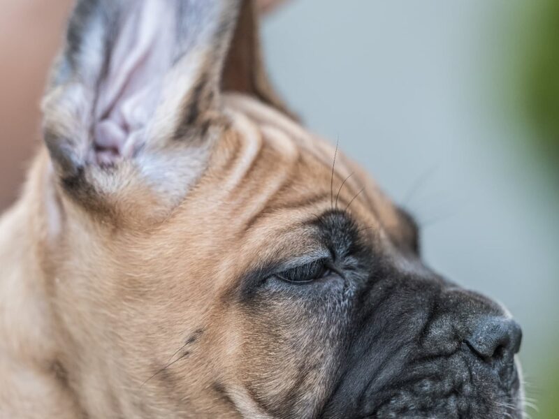 Cane Corso prelepi štenci