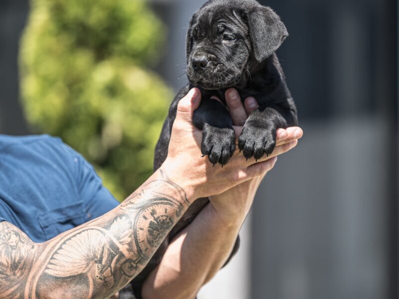 Cane Corso prelepi štenci