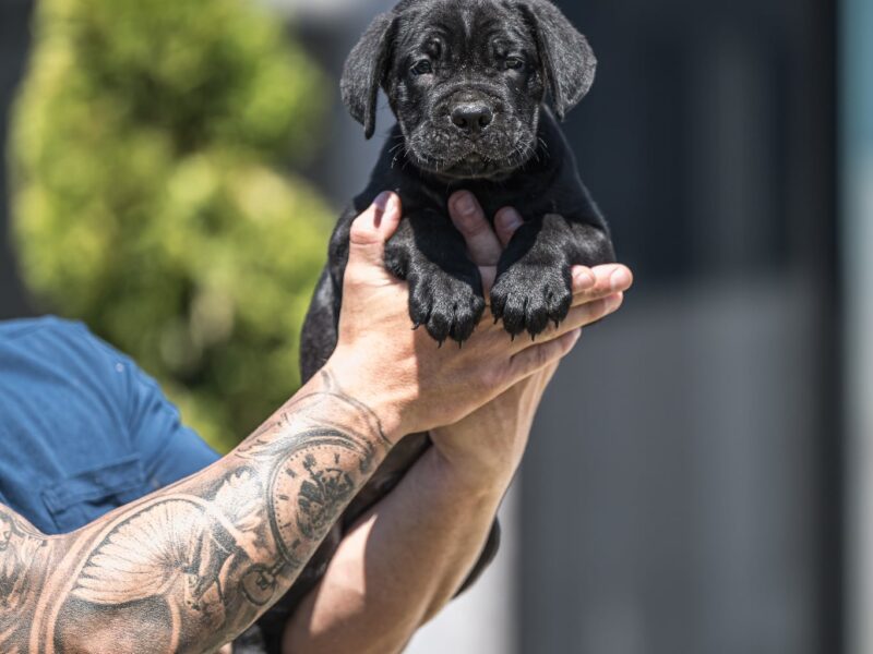 Cane Corso prelepi štenci