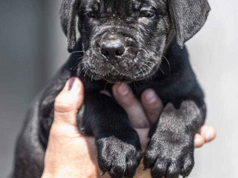 Cane Corso prelepi štenci