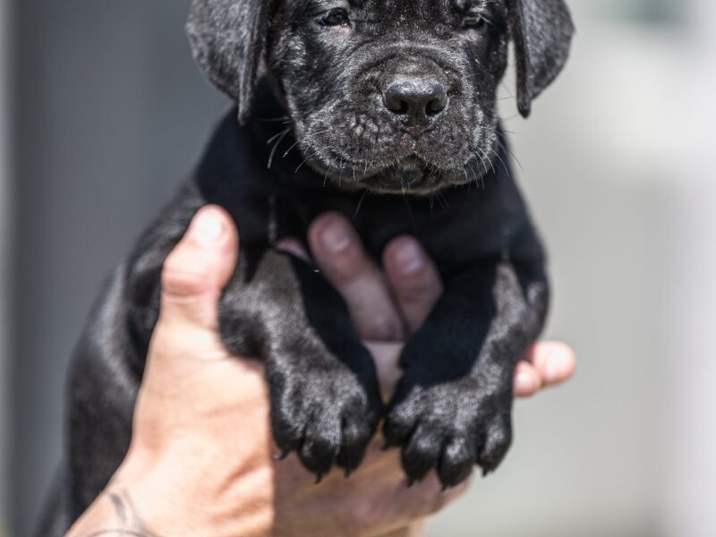 Cane Corso prelepi štenci
