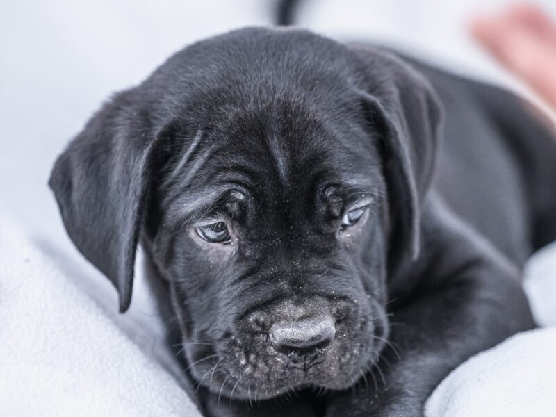 Cane Corso prelepi štenci