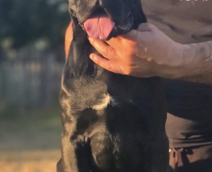 Cane Corso žensko štene