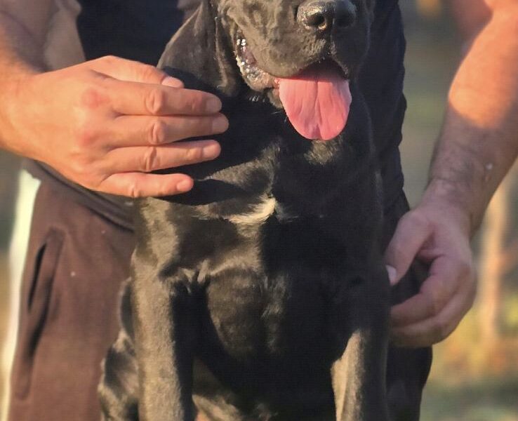 Cane Corso žensko štene