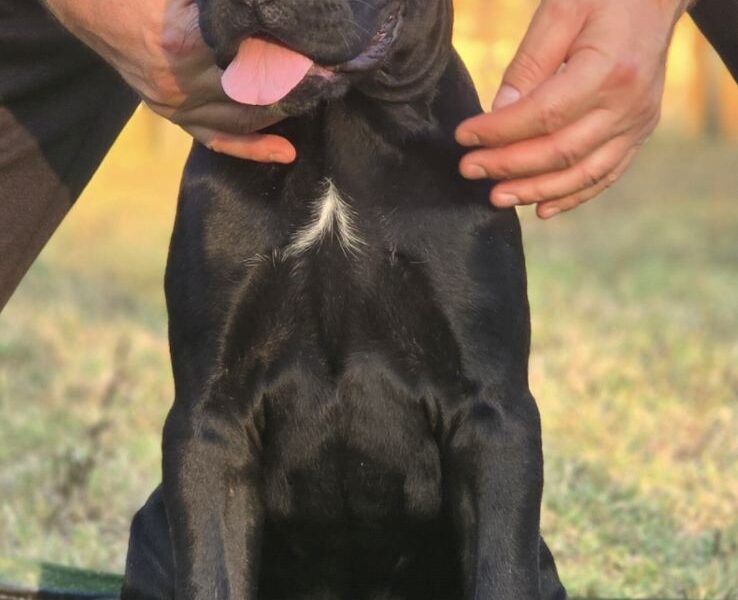 Cane Corso žensko štene
