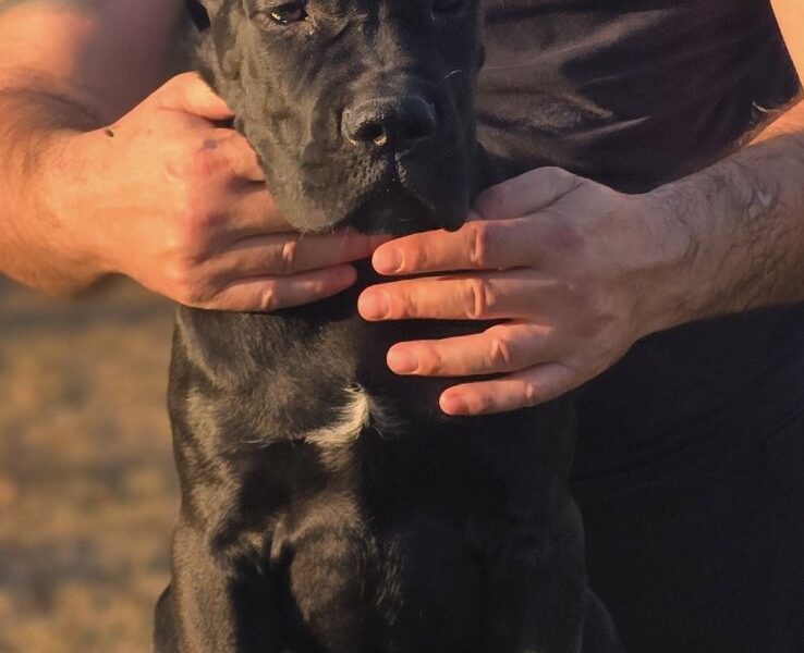 Cane Corso žensko štene