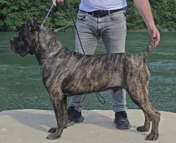 Cane Corso žensko štene