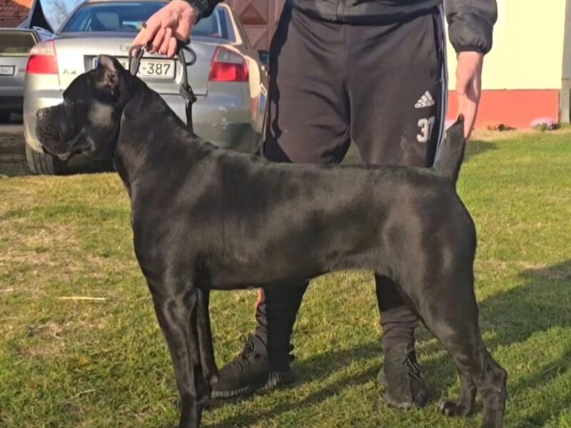 Cane Corso žensko štene