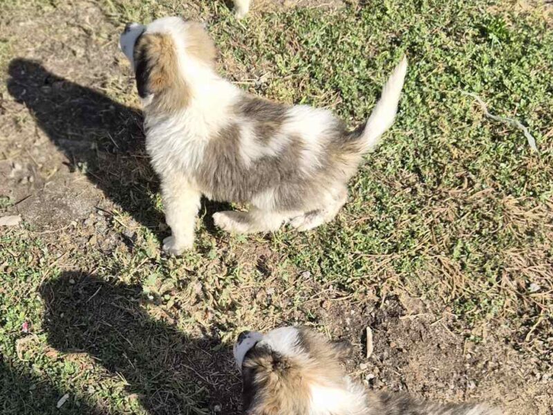 Bernardinac štenci