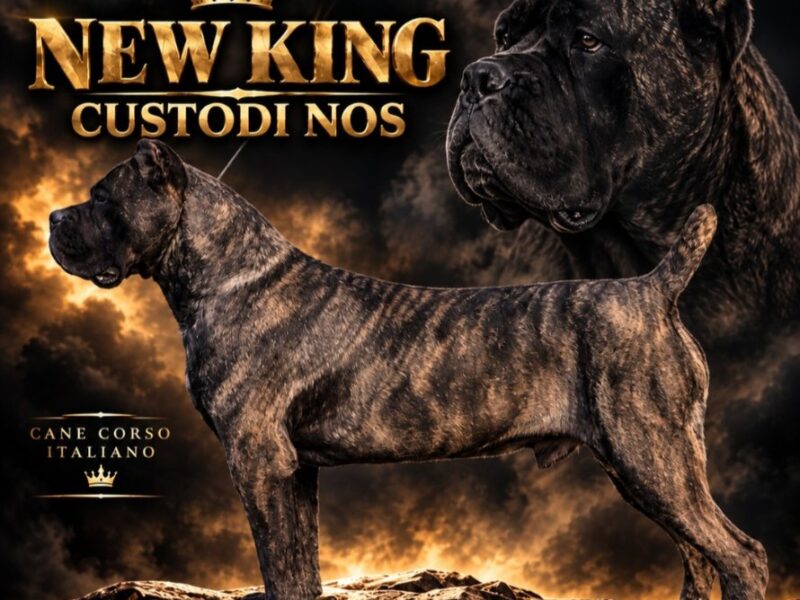 Cane Corso žensko štene