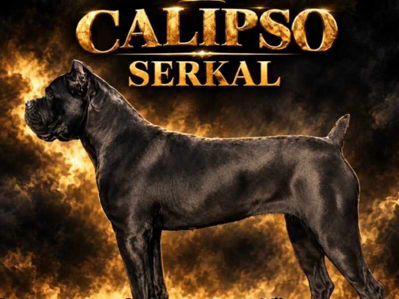 Cane Corso žensko štene