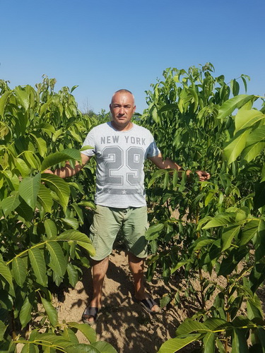 Sadnice voća – Kvalitetne sadnice iz Rasadnika Antić