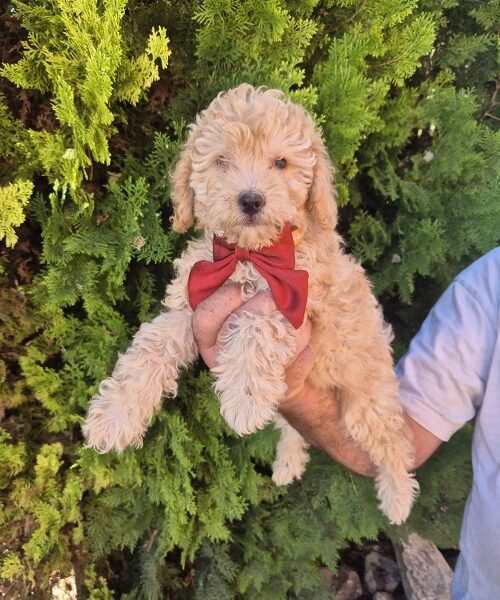 Labradoodle F1b preslatki štenci