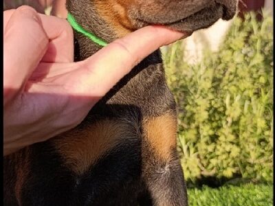 Doberman štenci