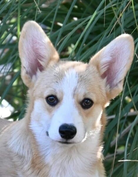 Velski korgi/Welsh Corgi Pembroke štenci