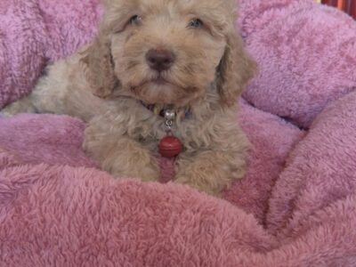 Labradoodle F1b preslatki štenci