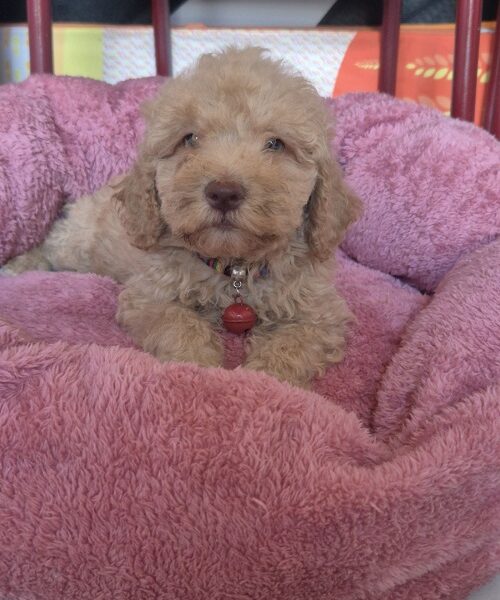 Labradoodle F1b preslatki štenci