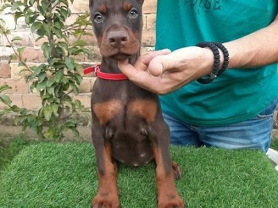 Doberman štenci