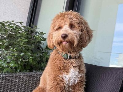 Labradoodle F1b preslatki štenci