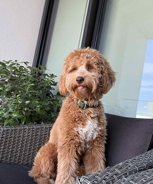 Labradoodle F1b preslatki štenci