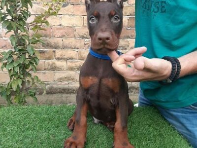 Doberman štenci