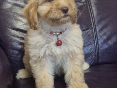 Labradoodle F1b preslatki štenci