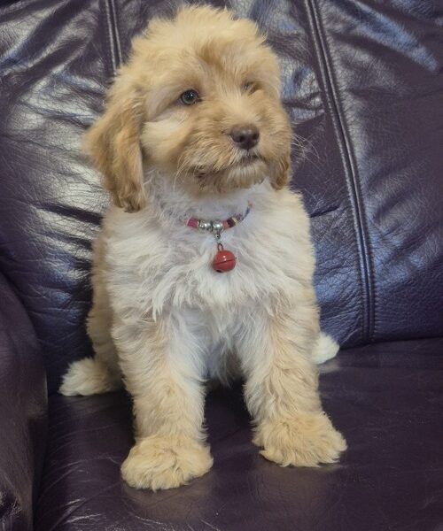 Labradoodle F1b preslatki štenci