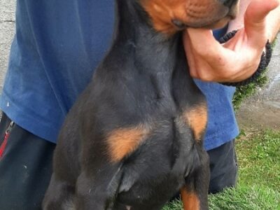 Doberman štenci
