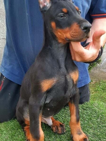 Doberman štenci