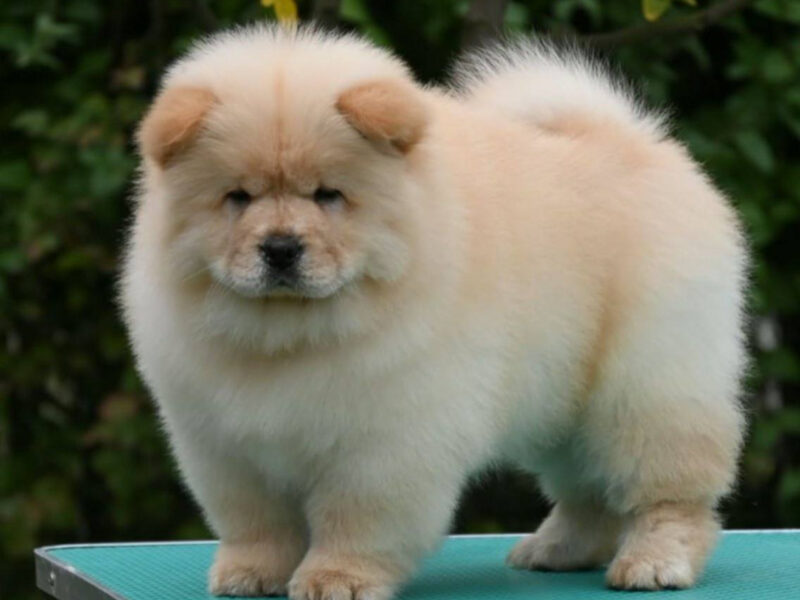 Chow Chow Čau Čau štenci