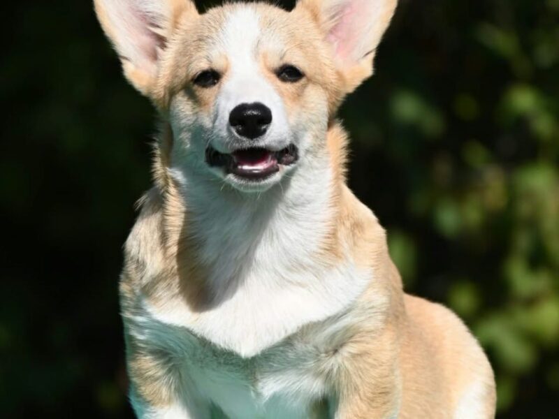 Velski korgi/Welsh Corgi Pembroke štenci