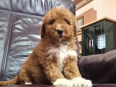 Labradoodle F1b preslatki štenci