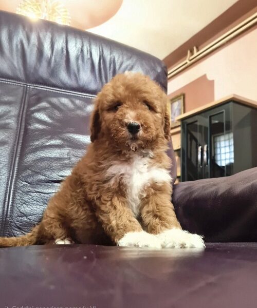 Labradoodle F1b preslatki štenci