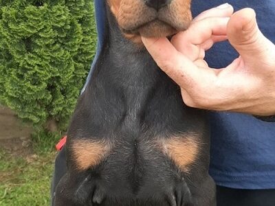 Doberman štenci
