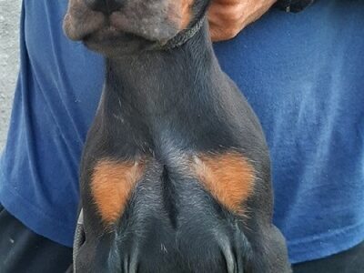 Doberman štenci