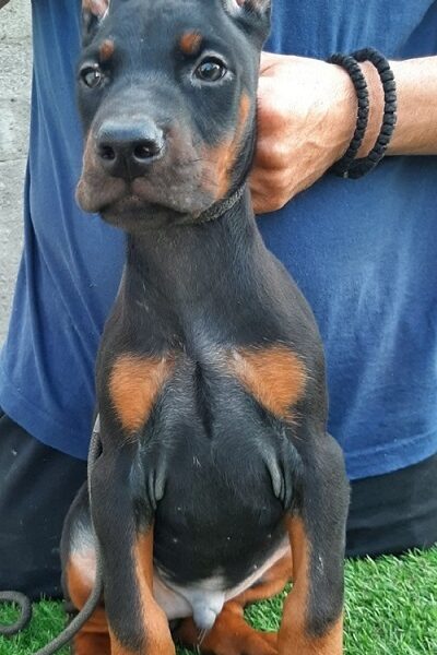 Doberman štenci