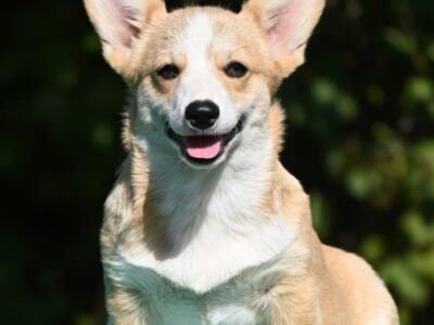 Velski korgi/Welsh Corgi Pembroke štenci