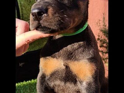 Doberman štenci