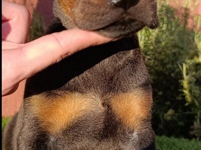 Doberman štenci