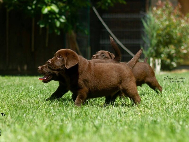Čokoladni Labrador Retriver štenci