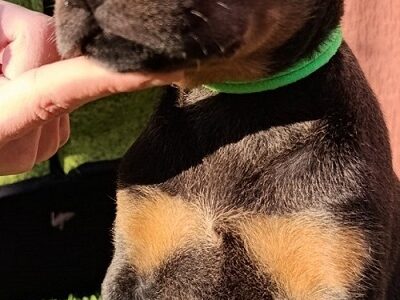 Doberman štenci