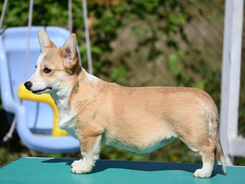 Velski korgi/Welsh Corgi Pembroke štenci